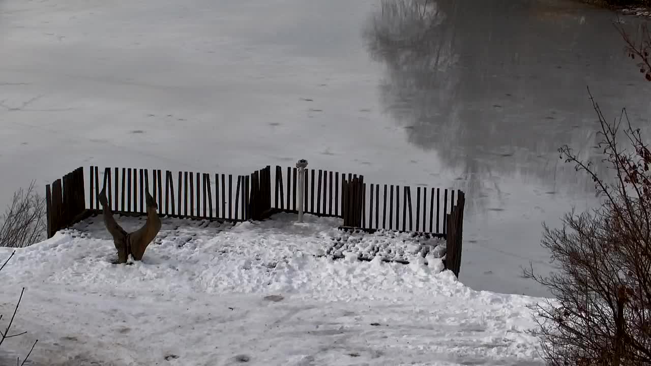 Webcam Ribnik Vrbje – Žalec