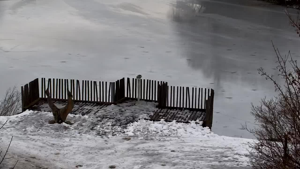 Webcam Ribnik Vrbje – Žalec