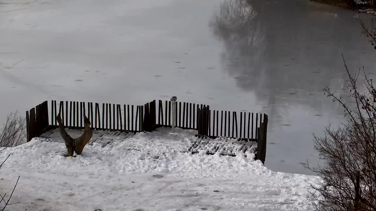 Webcam Ribnik Vrbje – Žalec