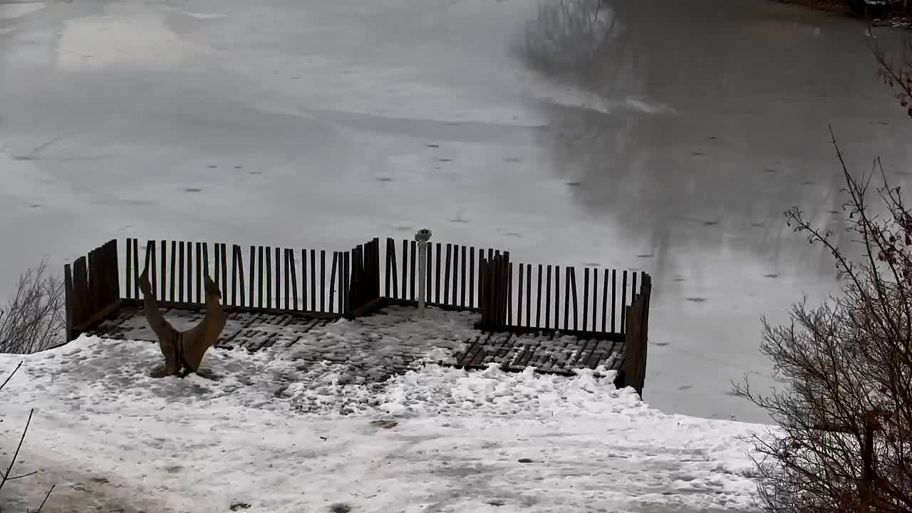 Spletna kamera Ribnik Vrbje – Žalec