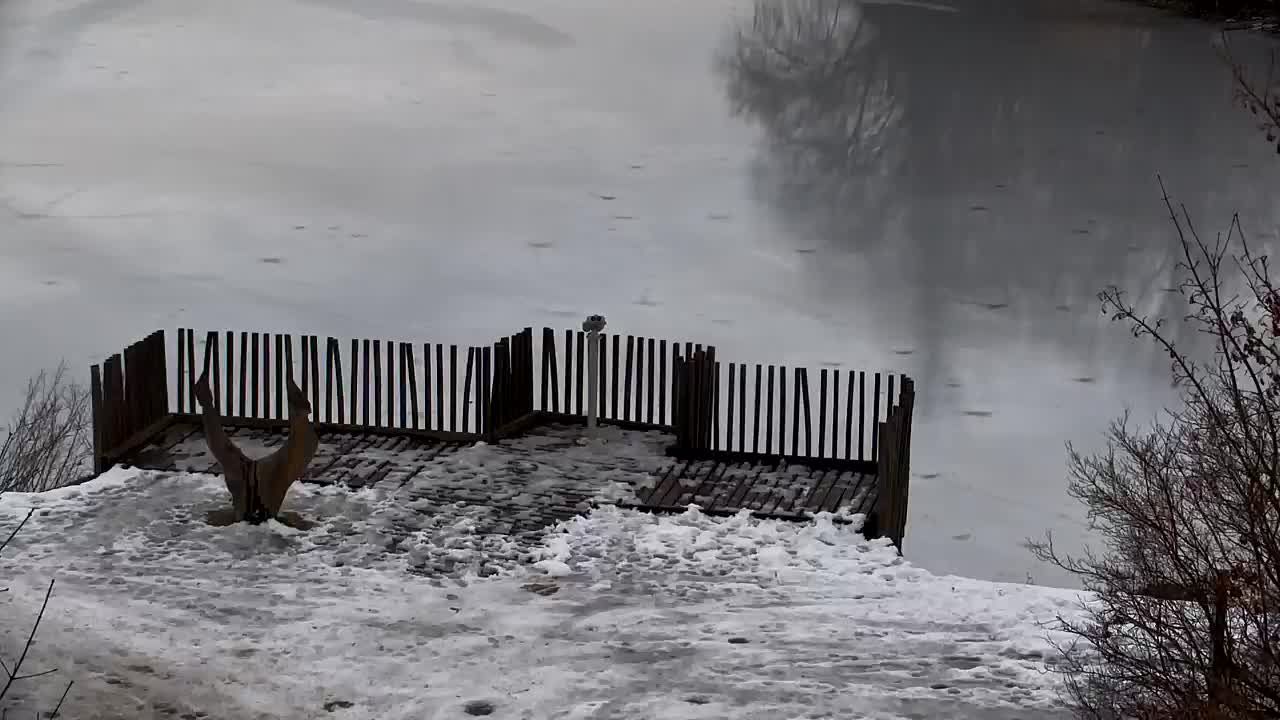 Webcam Ribnik Vrbje – Žalec