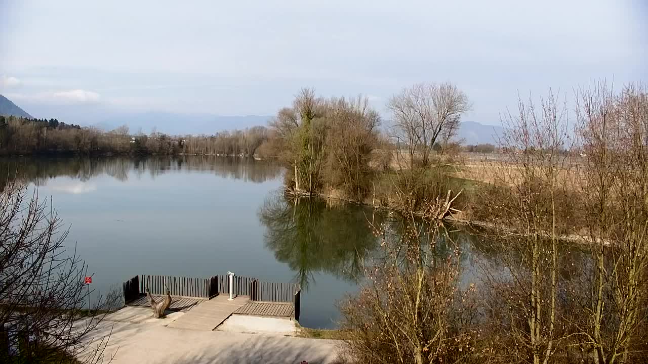 Webcam Ribnik Vrbje – Žalec