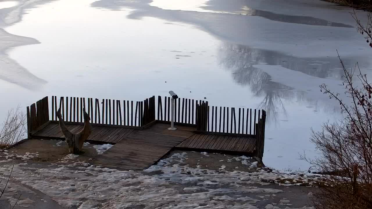 Webcam Ribnik Vrbje – Žalec