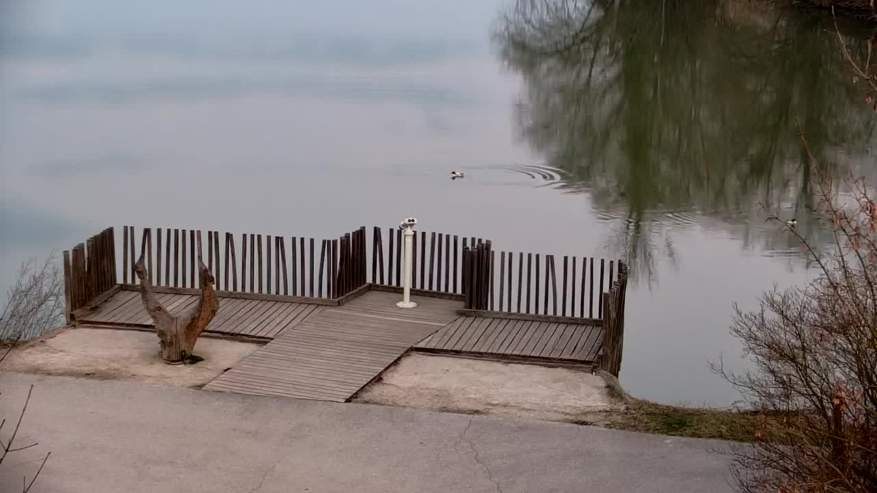 Webcam Ribnik Vrbje – Žalec