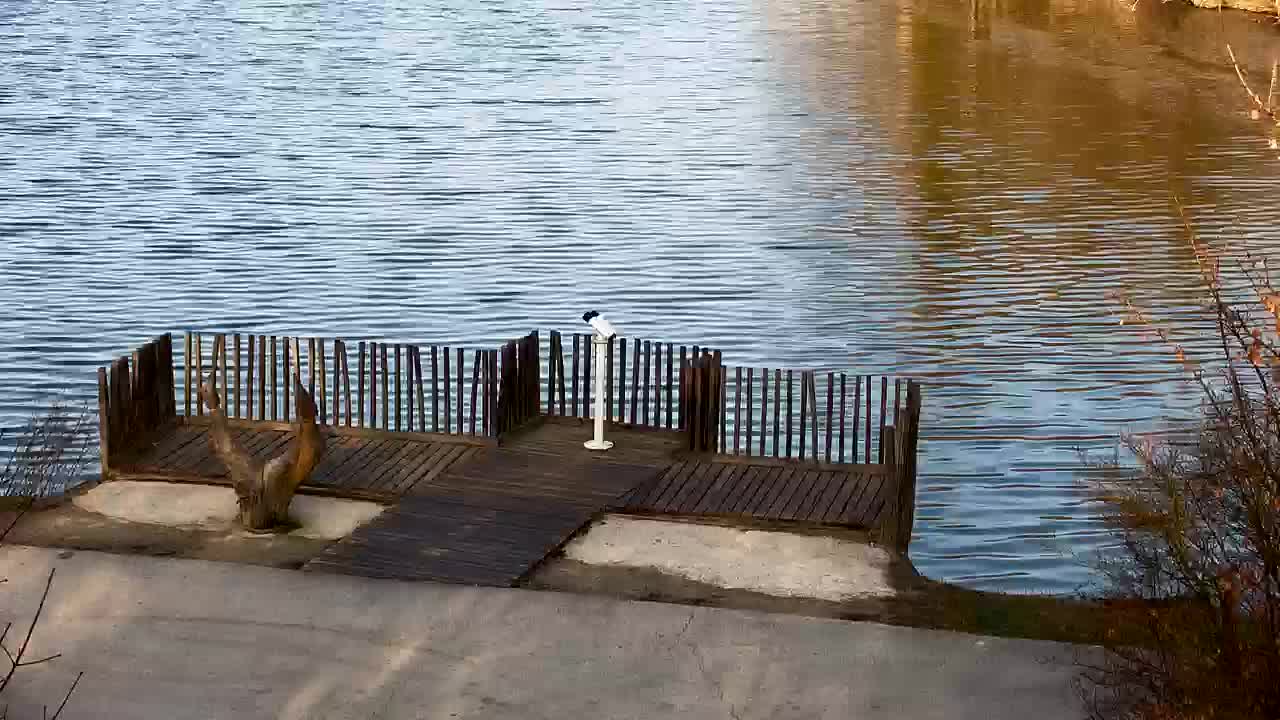 Webcam Ribnik Vrbje – Žalec