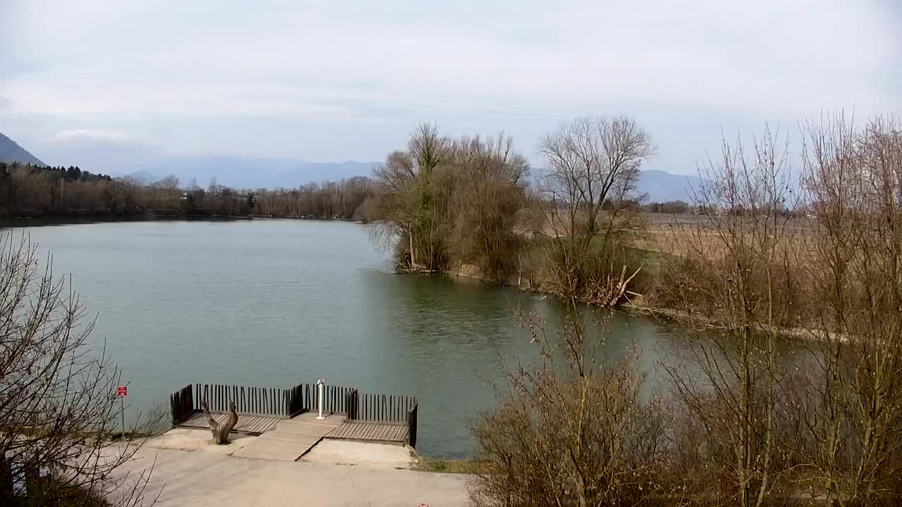 Webcam Ribnik Vrbje – Žalec