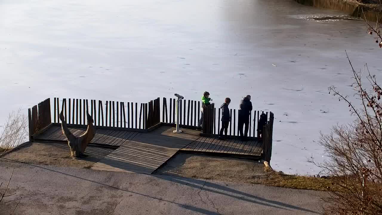 Web kamera Ribnik Vrbje – Žalec