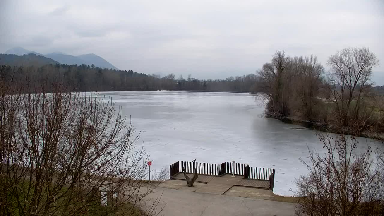 Web kamera Ribnik Vrbje – Žalec