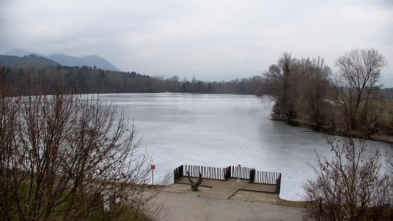 Web kamera Ribnik Vrbje – Žalec