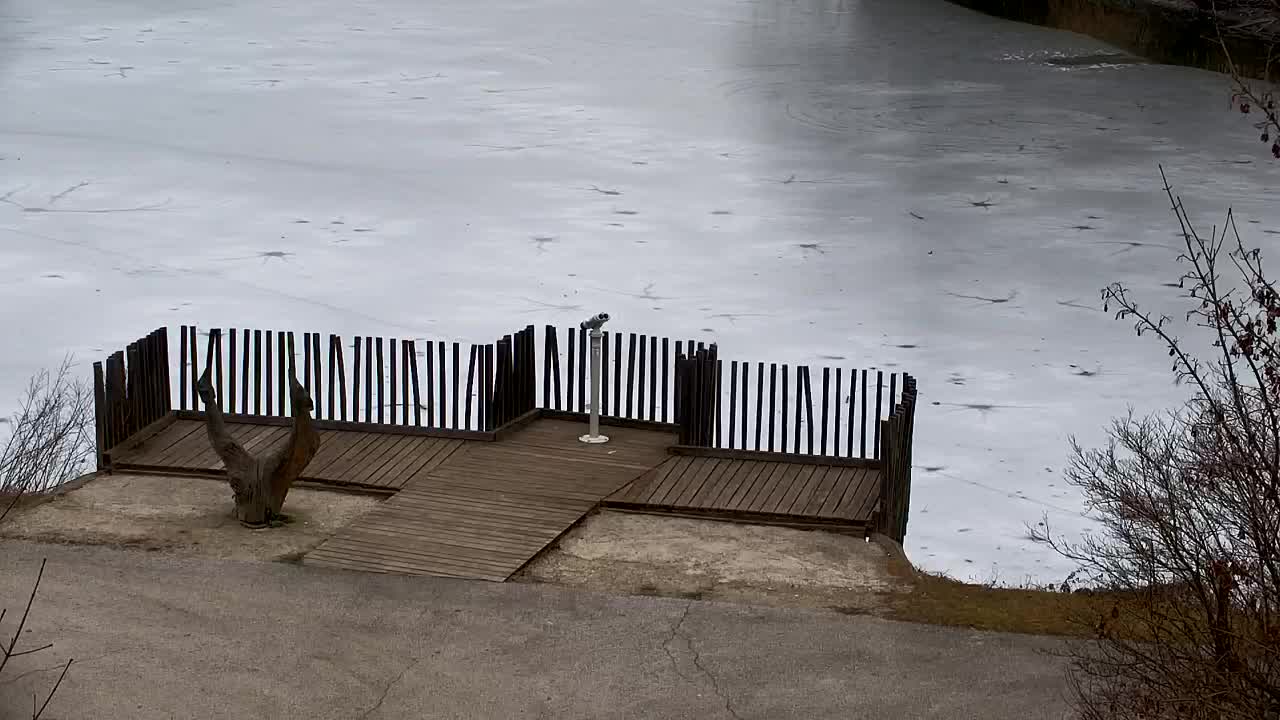 Webcam Ribnik Vrbje – Žalec