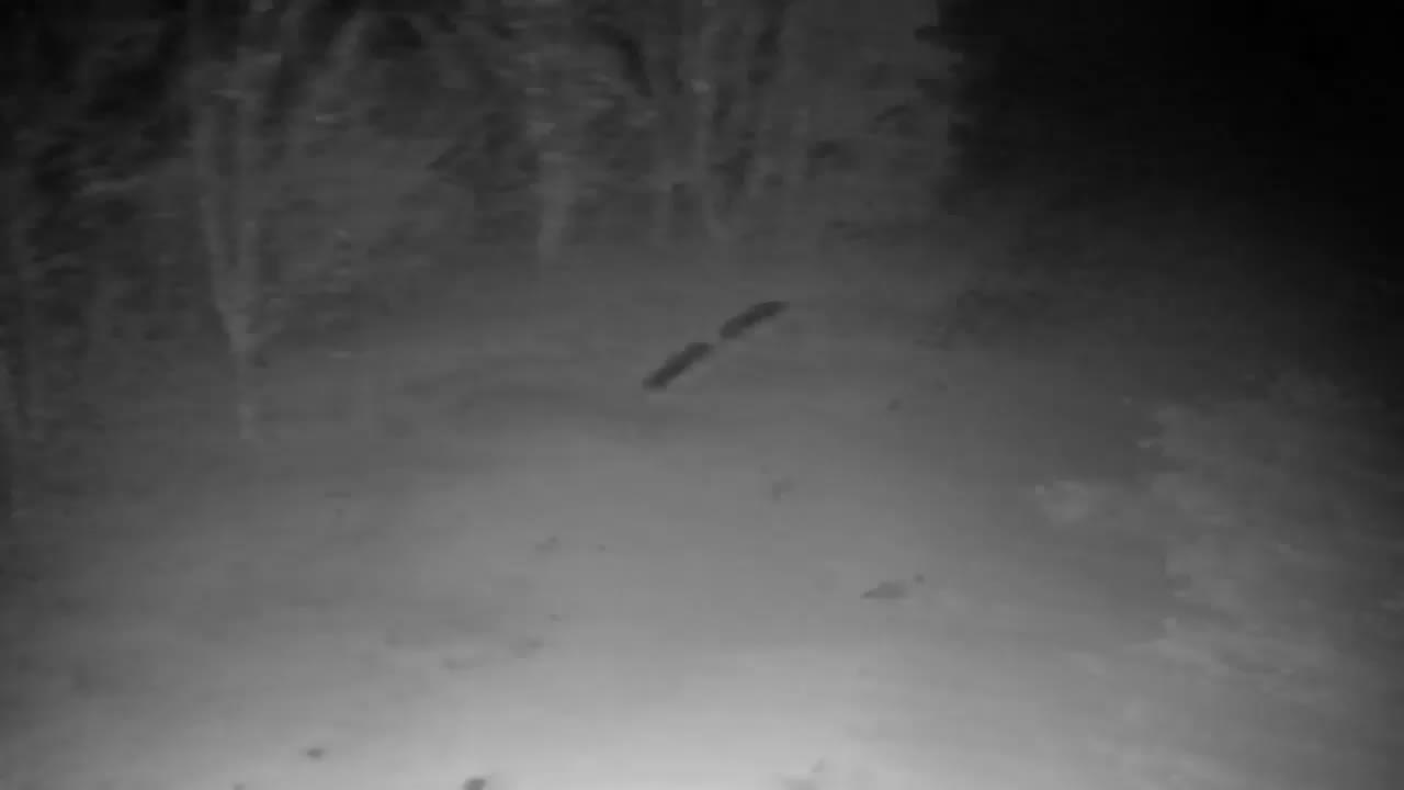 Webcam Ribnik Vrbje – Žalec