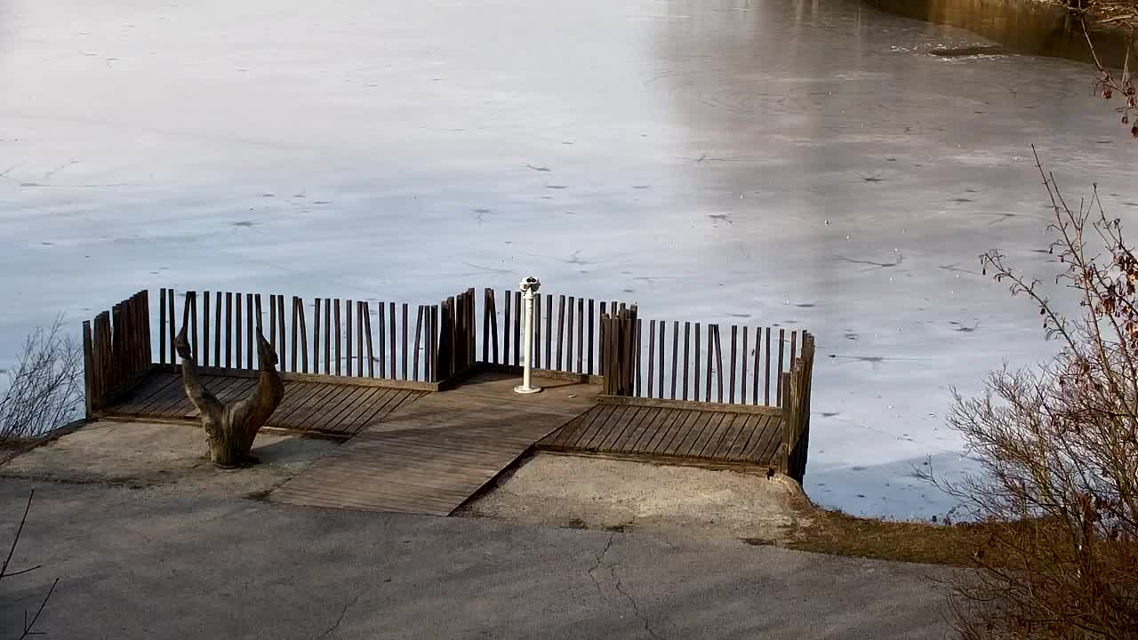 Webcam Ribnik Vrbje – Žalec