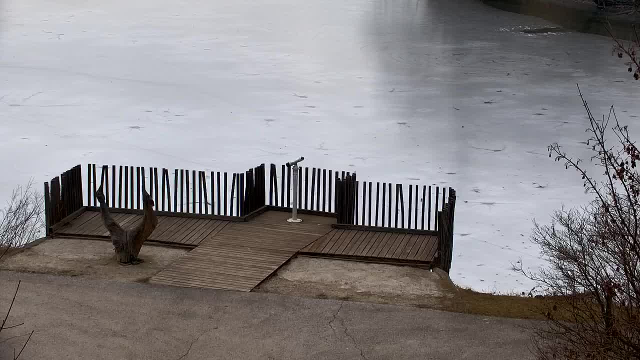 Webcam Ribnik Vrbje – Žalec