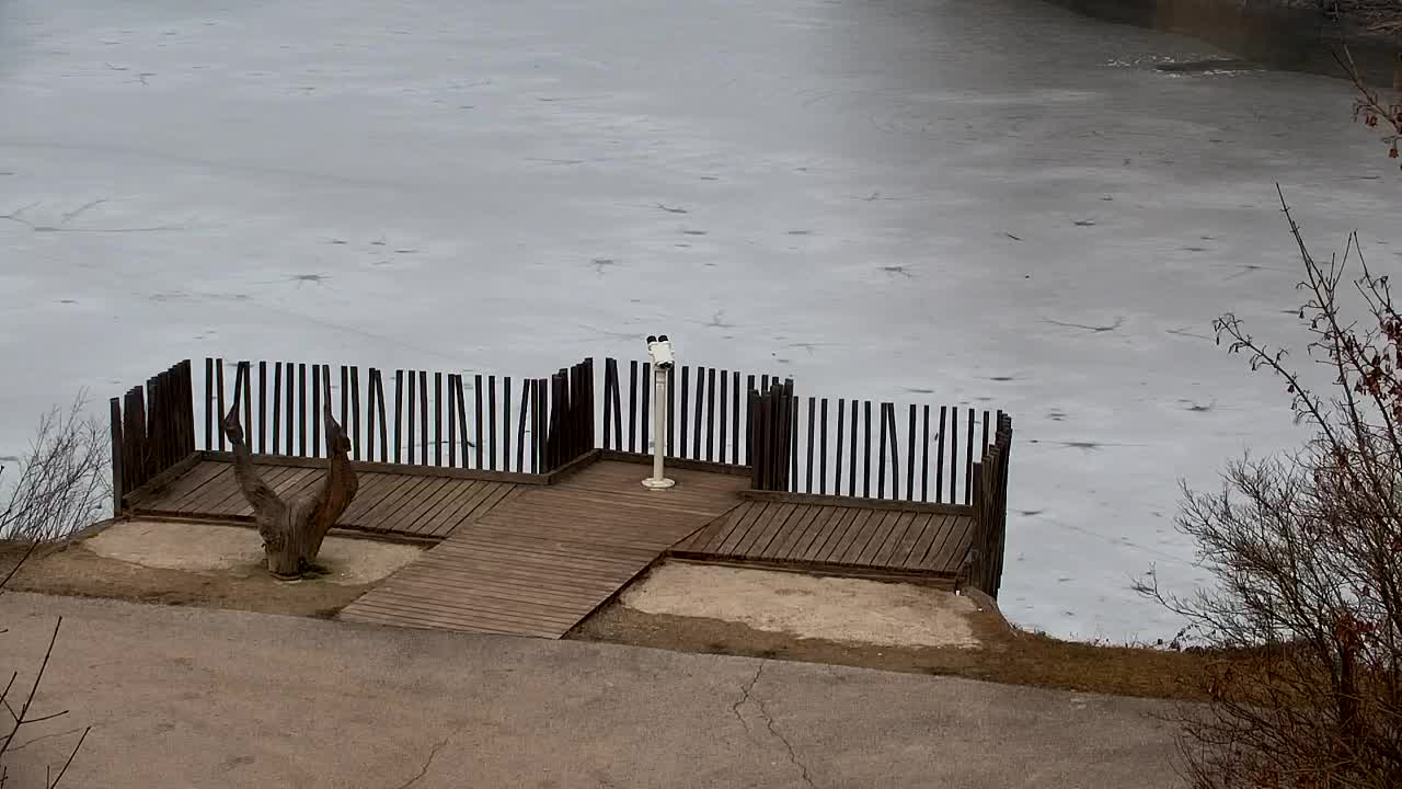 Webcam Ribnik Vrbje – Žalec