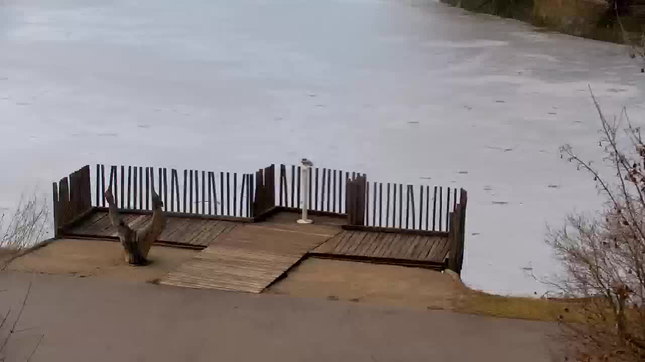 Webcam Ribnik Vrbje – Žalec