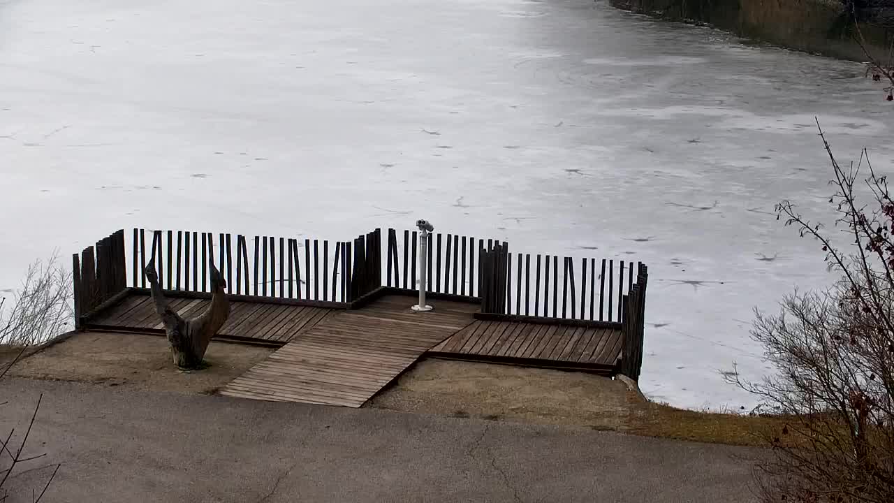 Webcam Ribnik Vrbje – Žalec