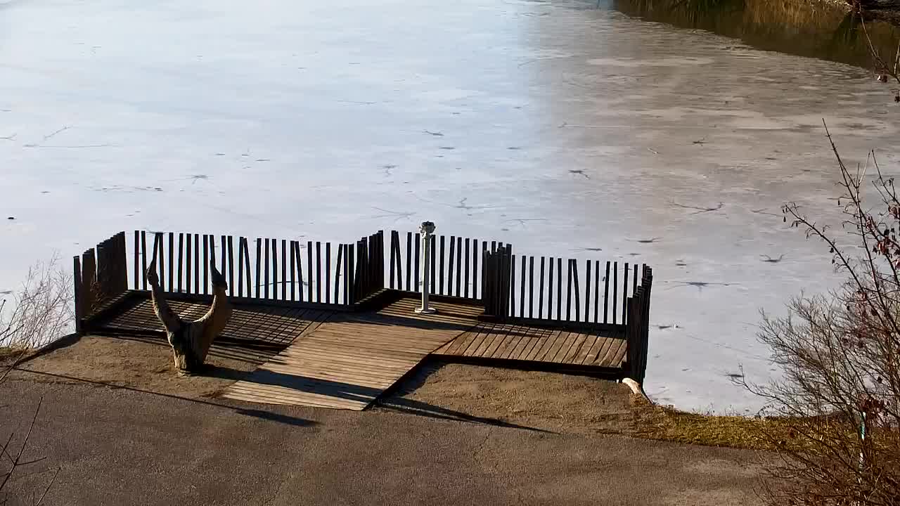 Web kamera Ribnik Vrbje – Žalec