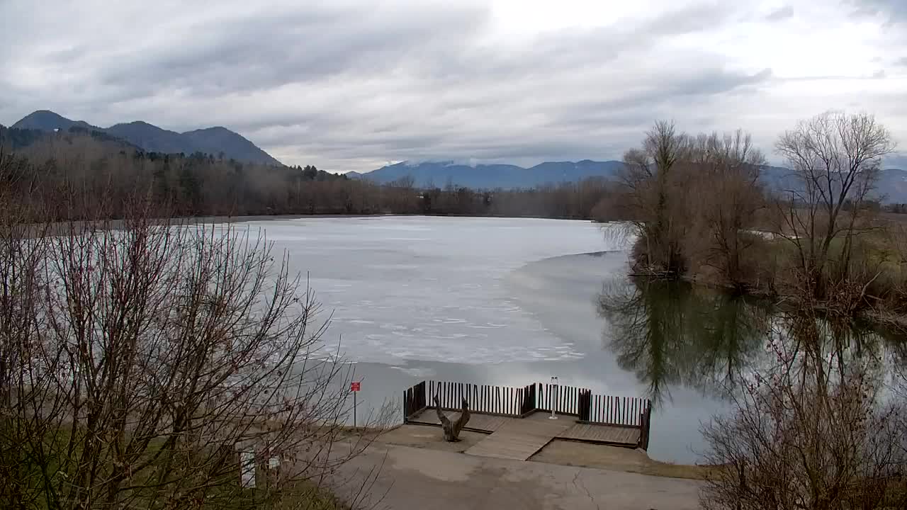 Webcam Ribnik Vrbje – Žalec