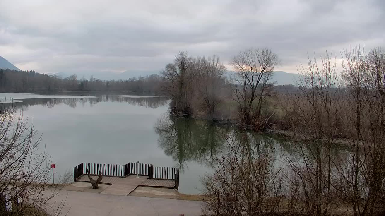 Webcam Ribnik Vrbje – Žalec