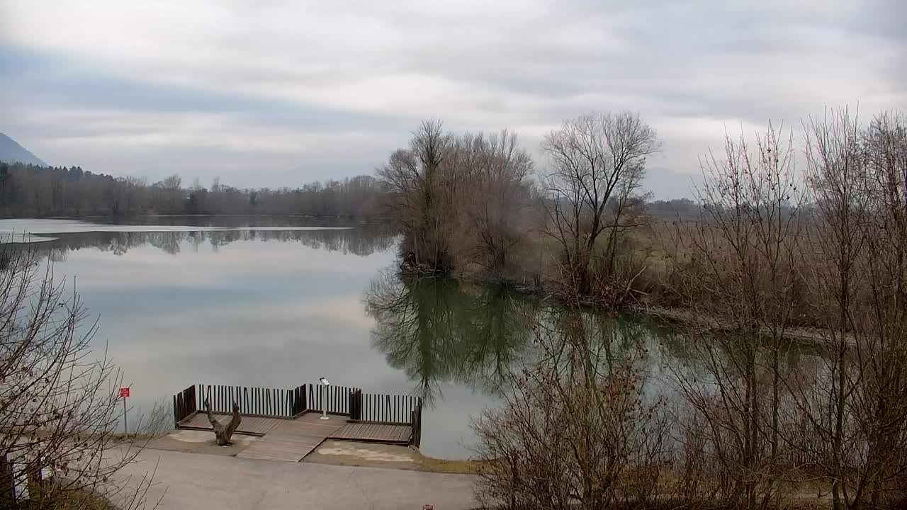 Webcam Ribnik Vrbje – Žalec