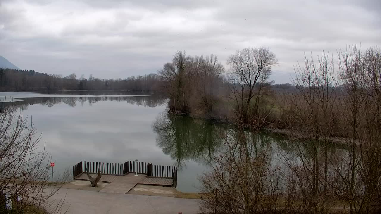 Webcam Ribnik Vrbje – Žalec