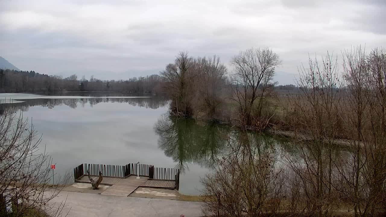 Webcam Ribnik Vrbje – Žalec