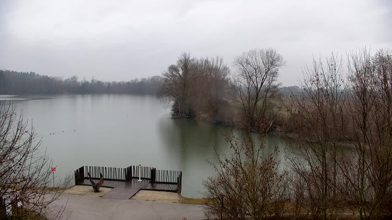 Webcam Ribnik Vrbje – Žalec