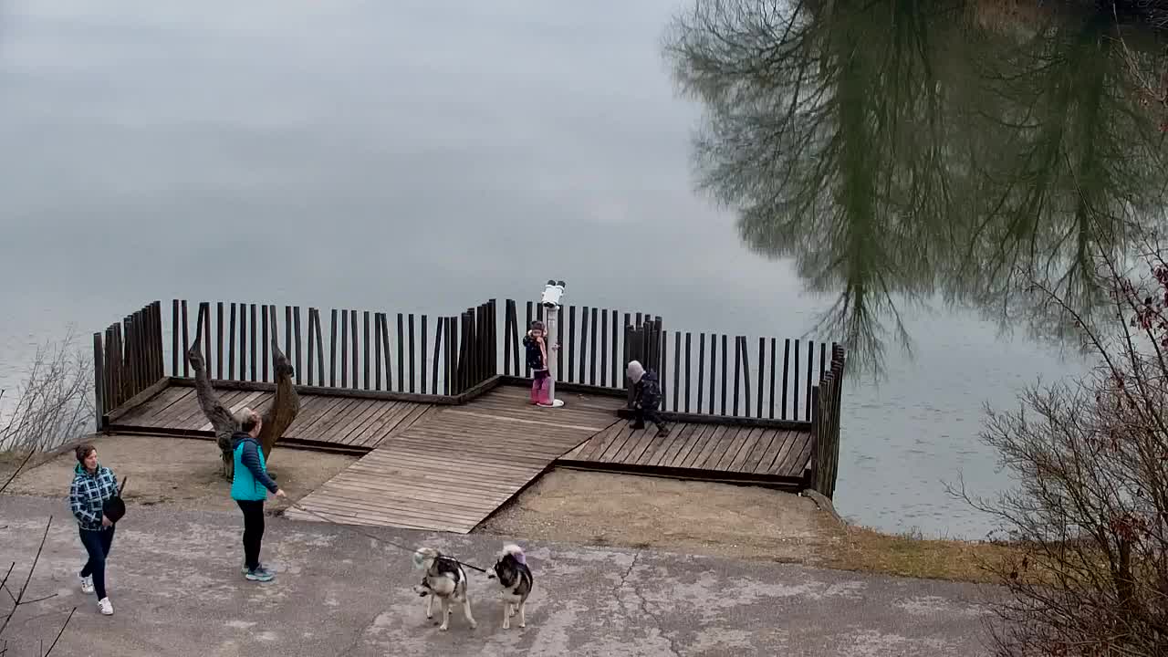 Webcam Ribnik Vrbje – Žalec