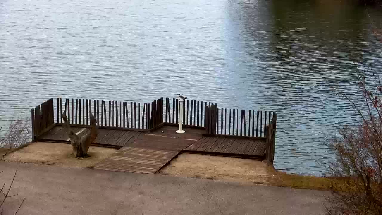 Webcam Ribnik Vrbje – Žalec