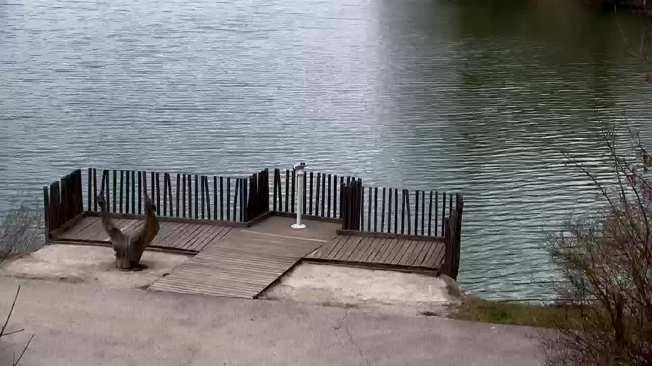 Webcam Ribnik Vrbje – Žalec