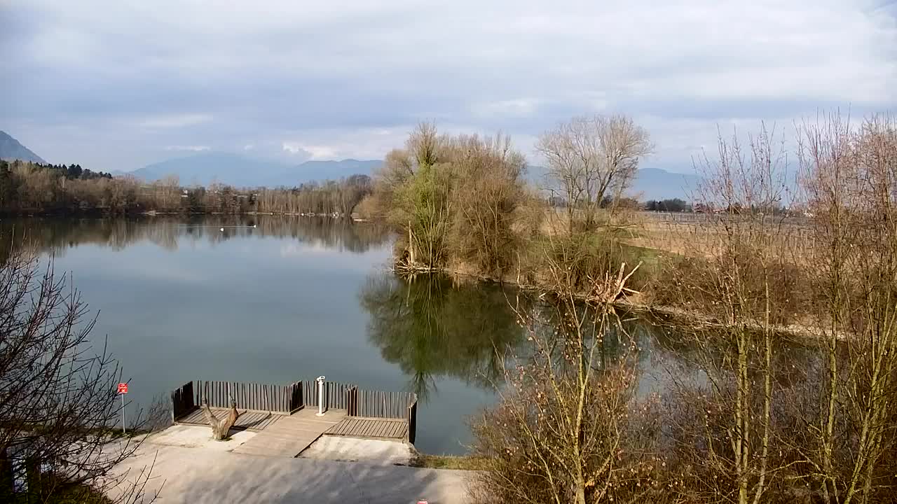 Webcam Ribnik Vrbje – Žalec