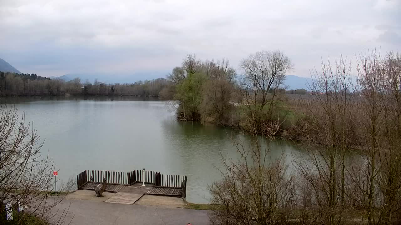 Webcam Ribnik Vrbje – Žalec