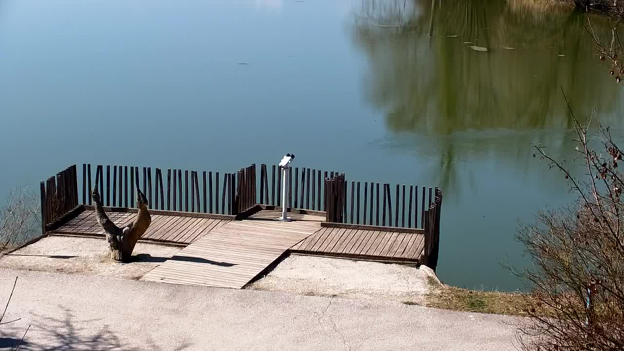 Webcam Ribnik Vrbje – Žalec