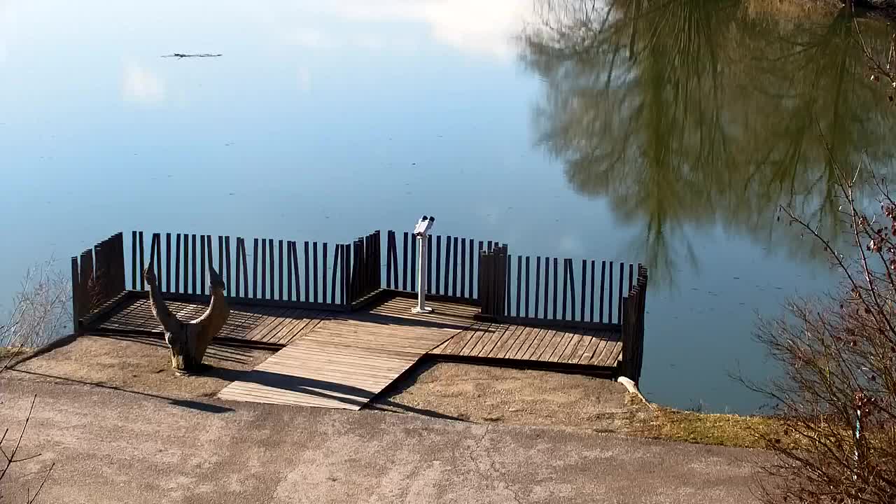 Webcam Ribnik Vrbje – Žalec