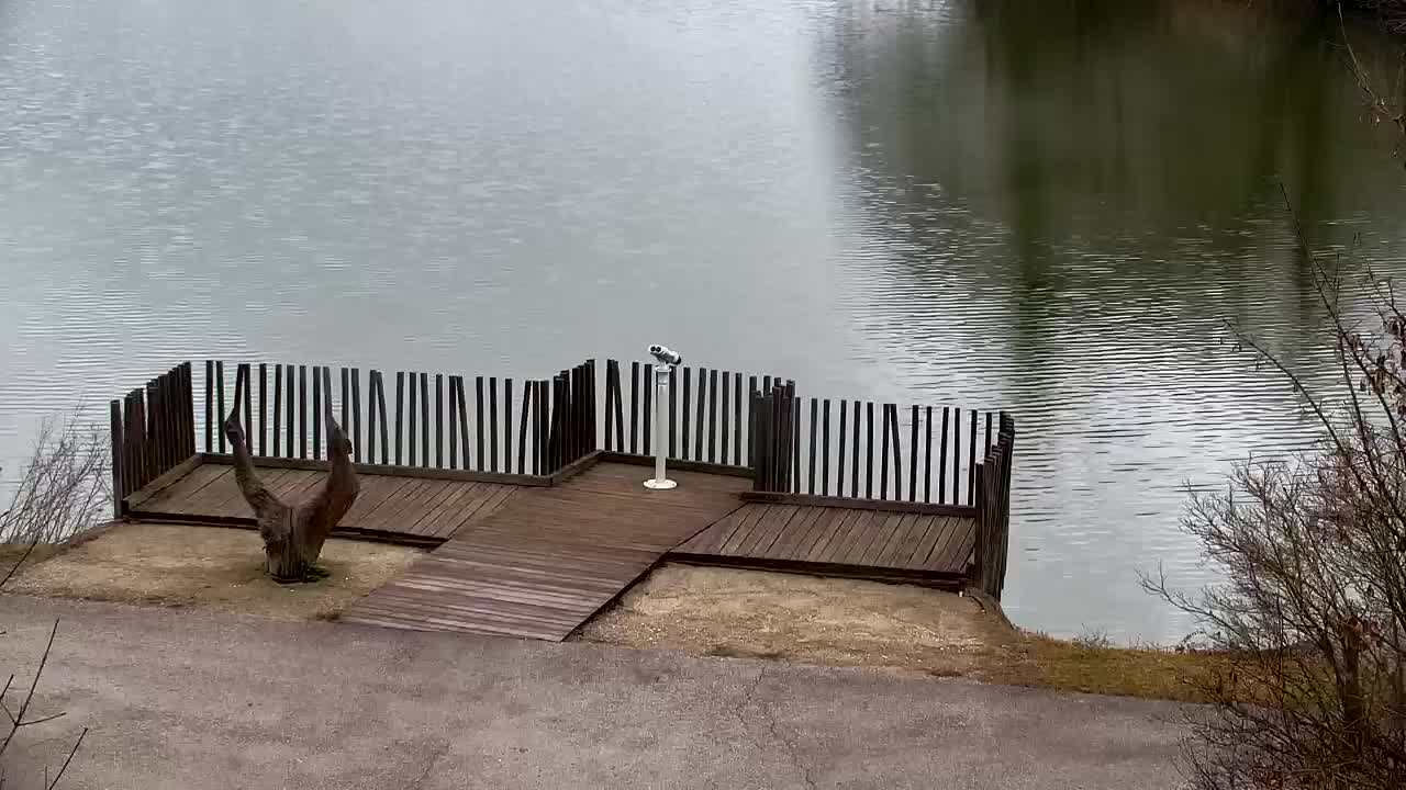 Webcam Ribnik Vrbje – Žalec