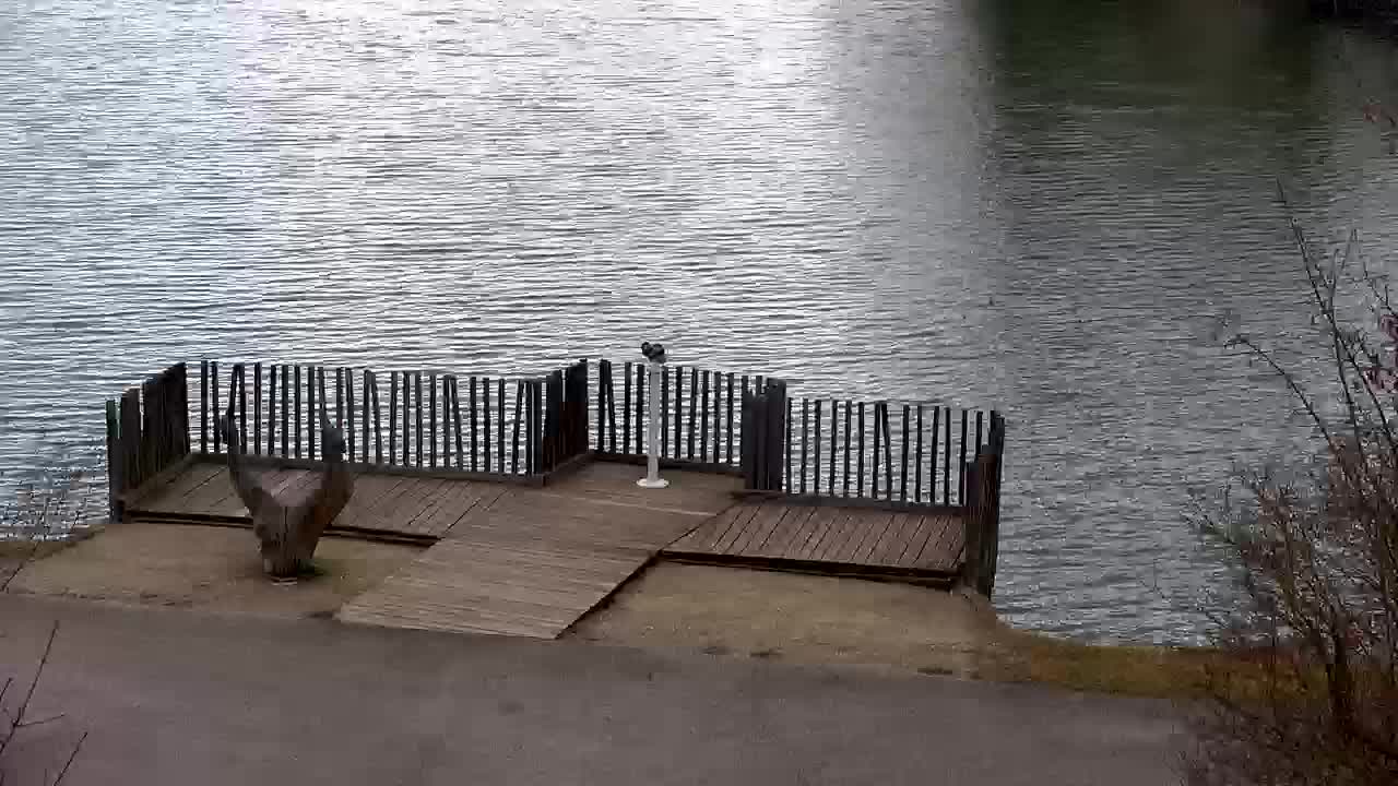 Webcam Ribnik Vrbje – Žalec