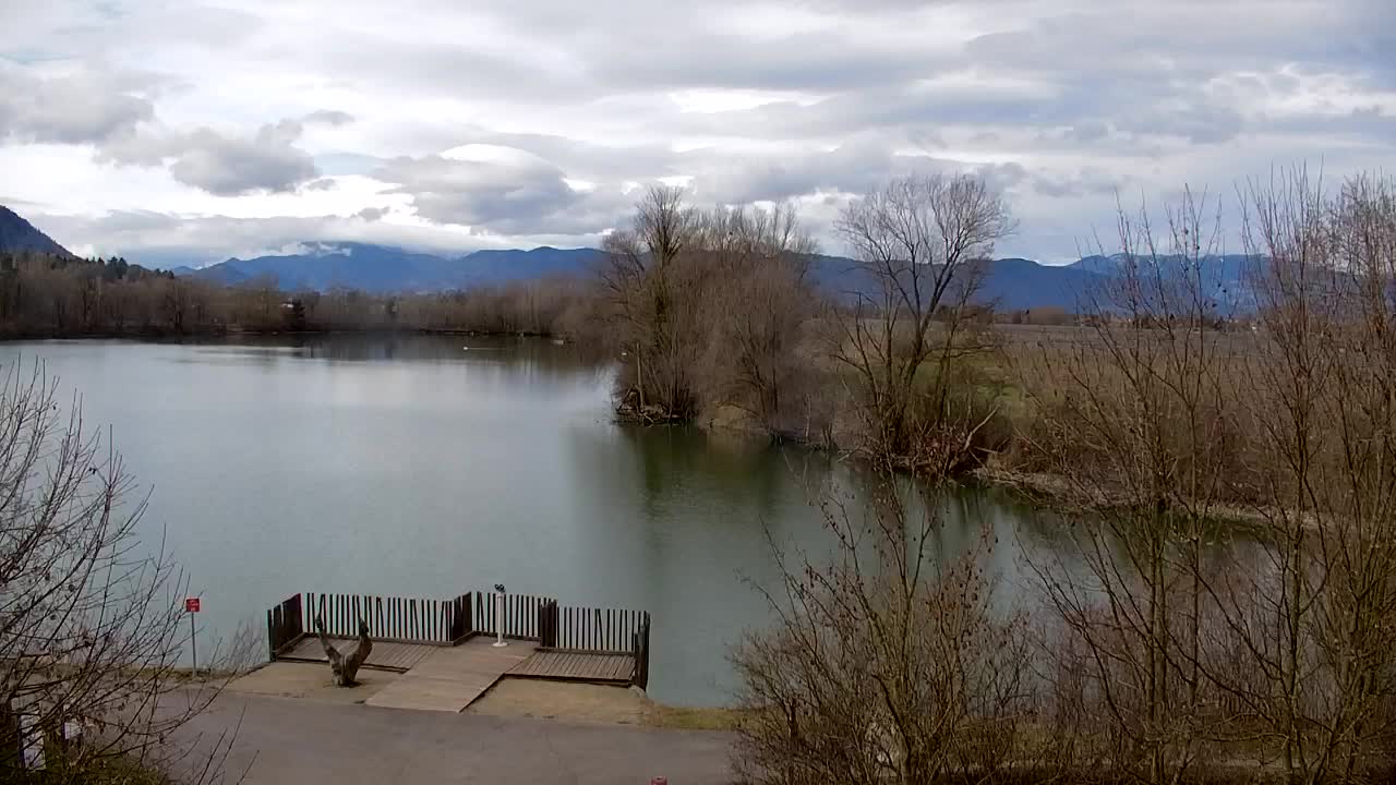 Webcam Ribnik Vrbje – Žalec