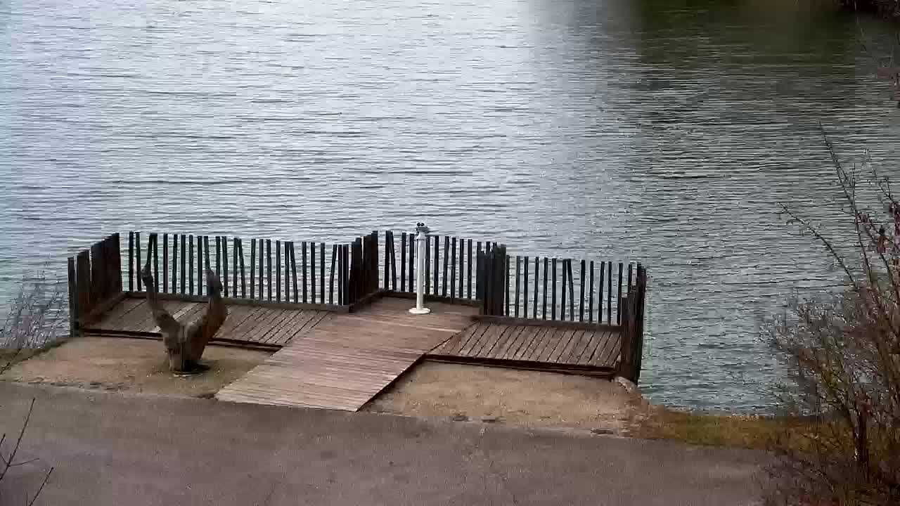 Webcam Ribnik Vrbje – Žalec