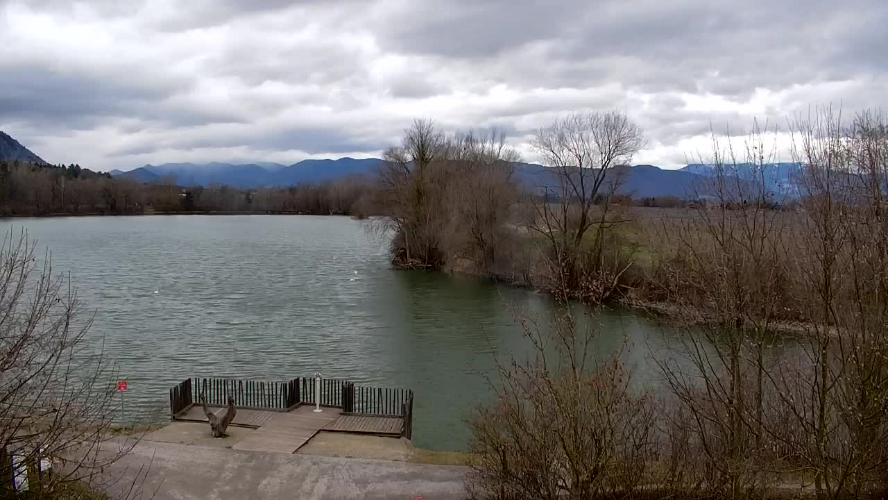 Webcam Ribnik Vrbje – Žalec