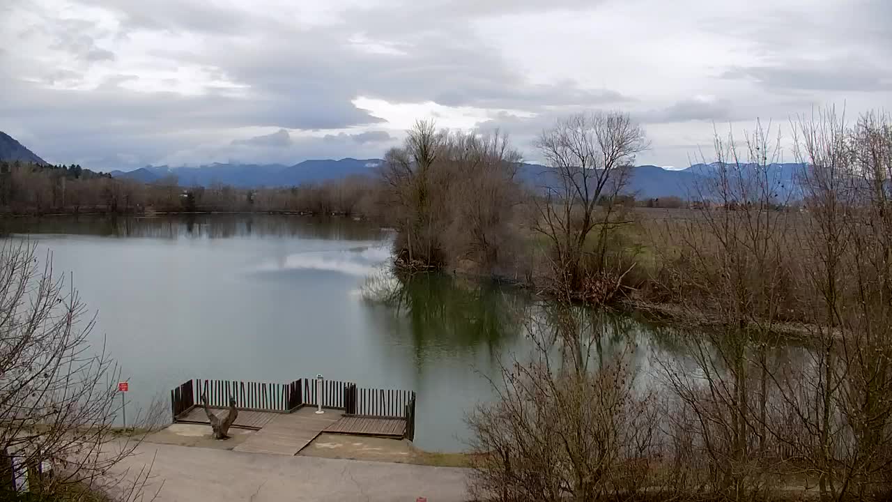 Webcam Ribnik Vrbje – Žalec