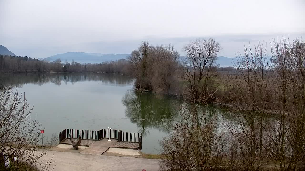 Webcam Ribnik Vrbje – Žalec