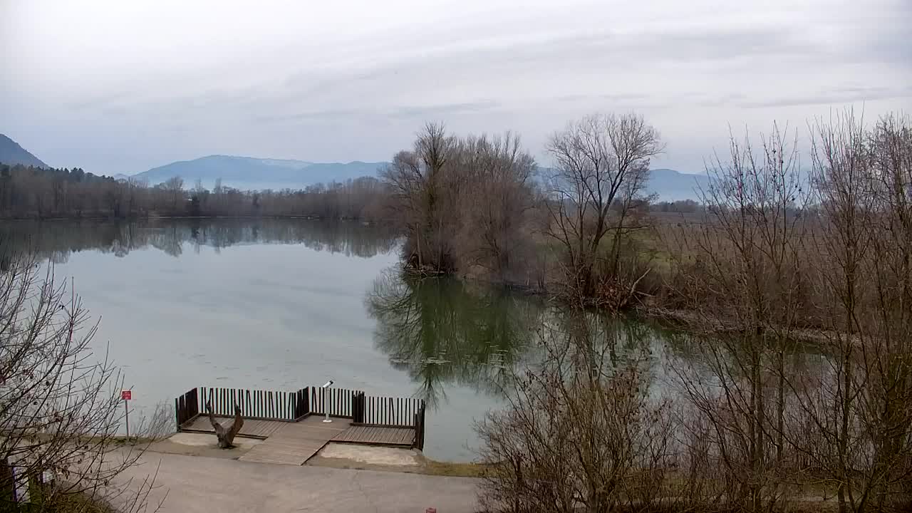 Web kamera Ribnik Vrbje – Žalec