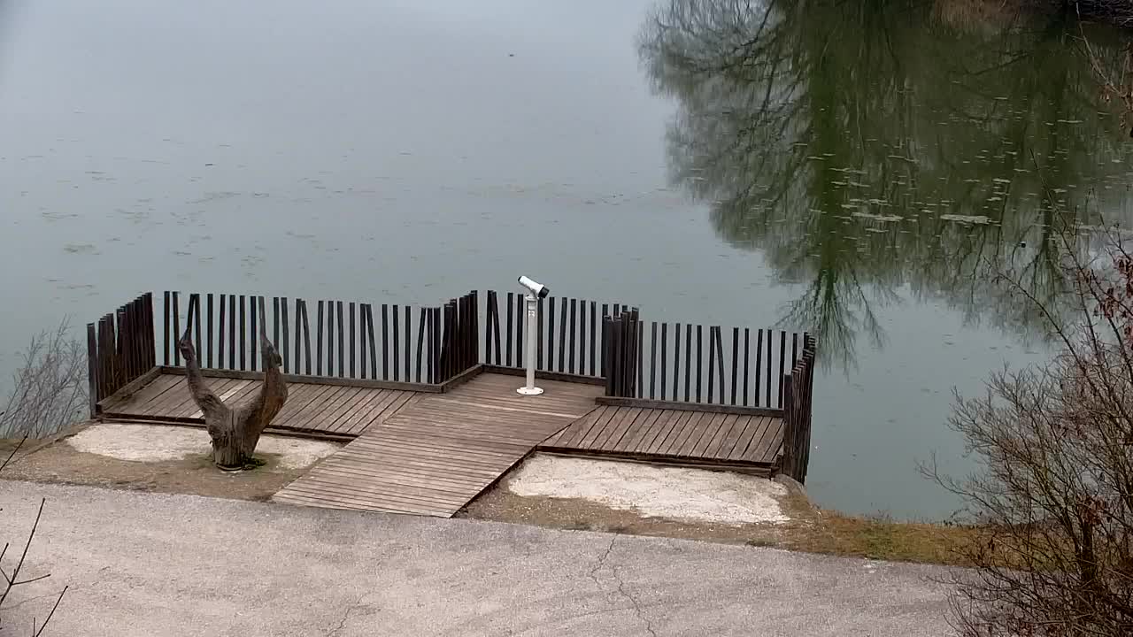 Web kamera Ribnik Vrbje – Žalec