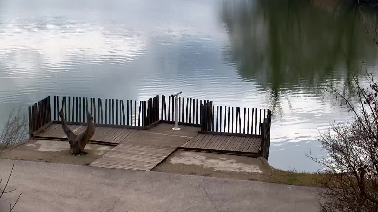 Web kamera Ribnik Vrbje – Žalec