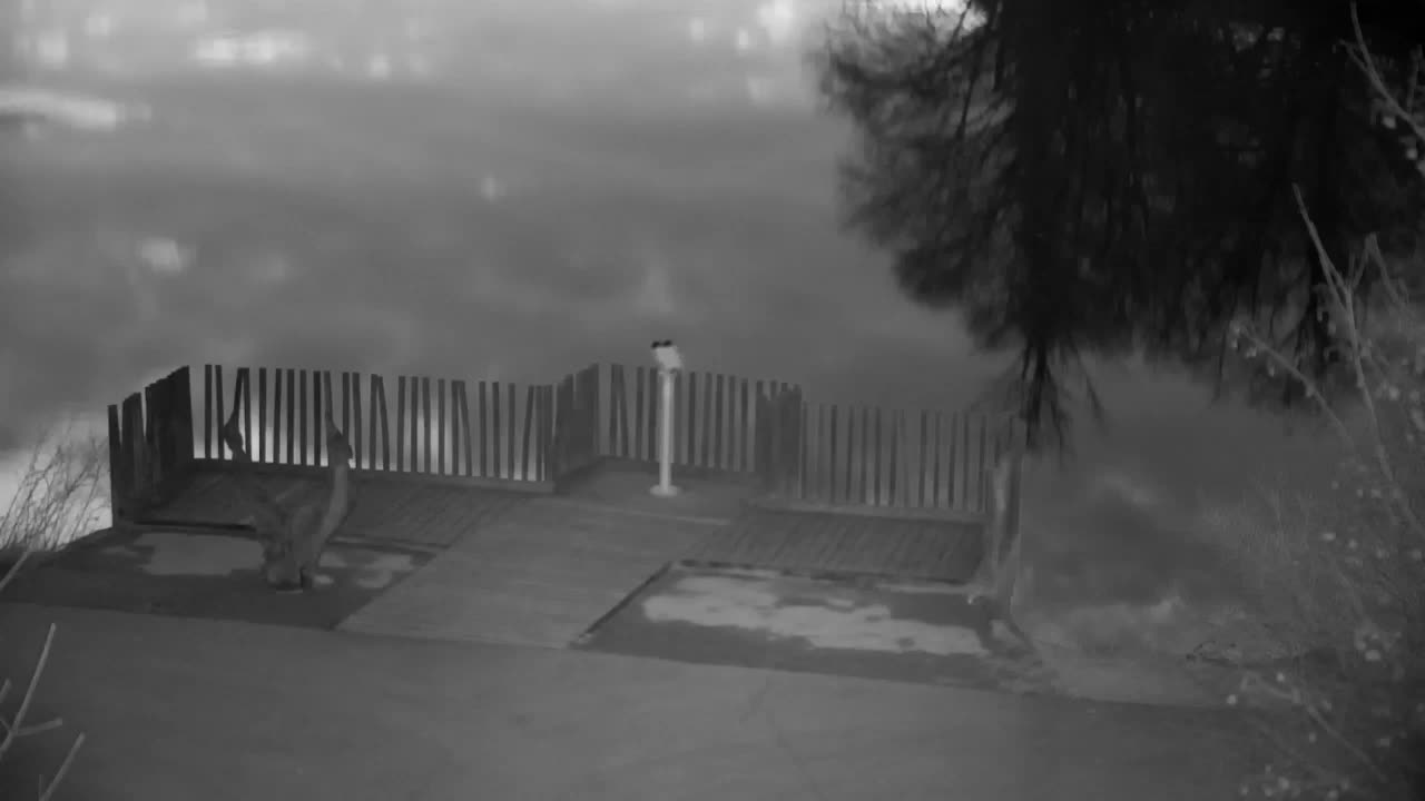 Web kamera Ribnik Vrbje – Žalec