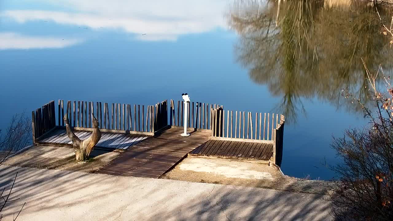 Web kamera Ribnik Vrbje – Žalec