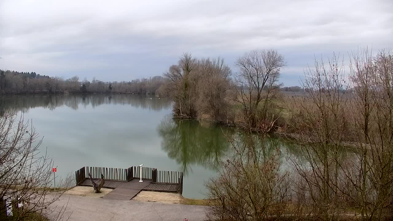 Web kamera Ribnik Vrbje – Žalec