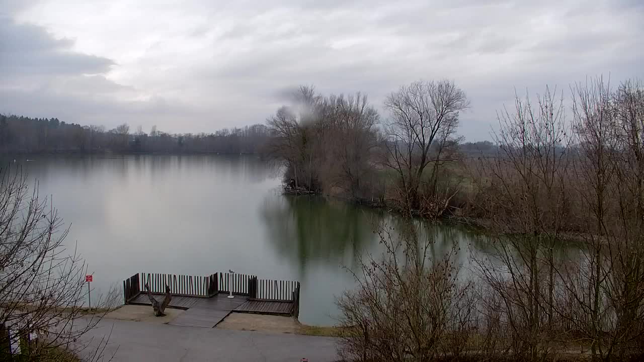 Web kamera Ribnik Vrbje – Žalec