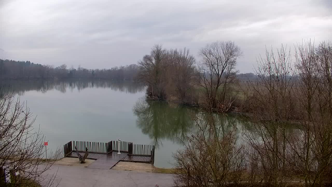 Webcam Ribnik Vrbje – Žalec