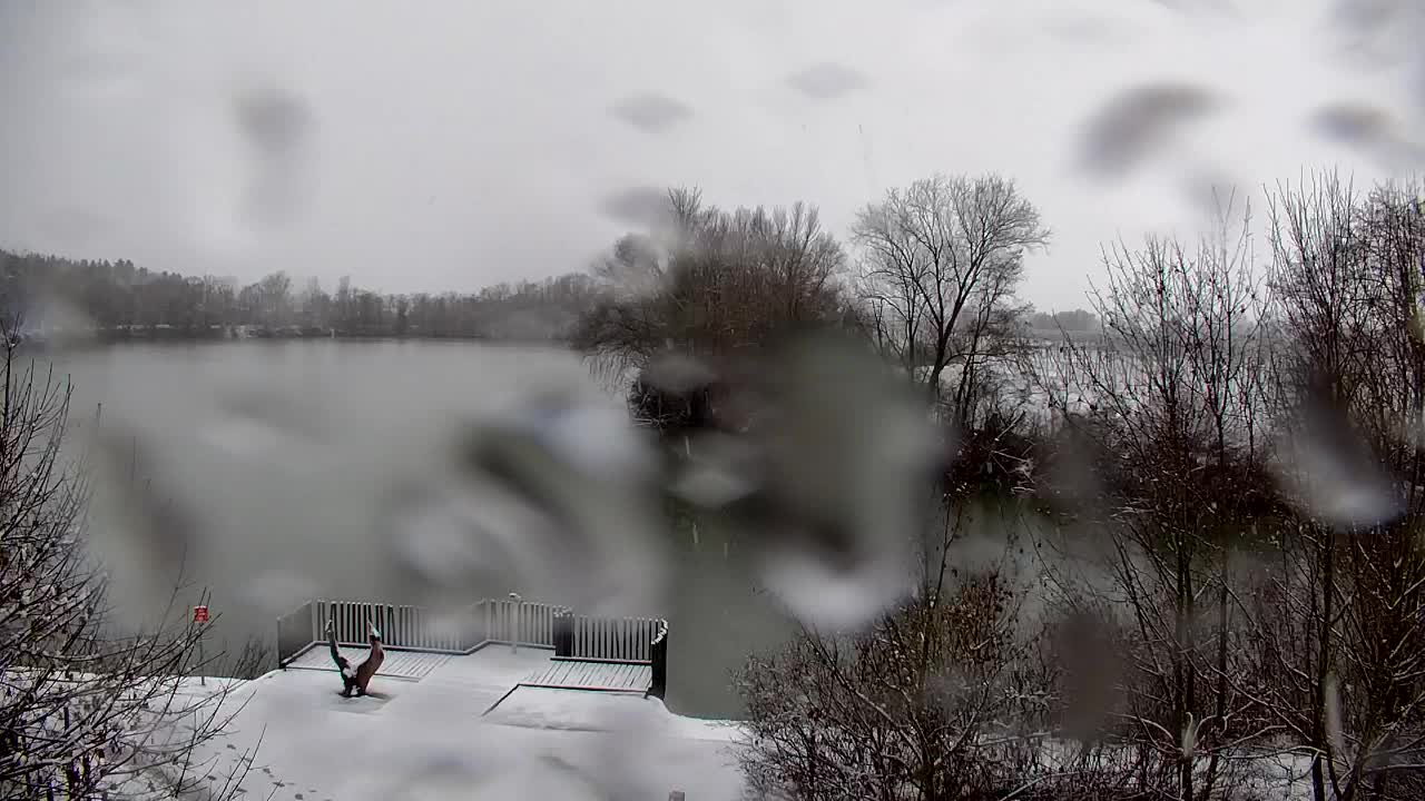 Web kamera Ribnik Vrbje – Žalec